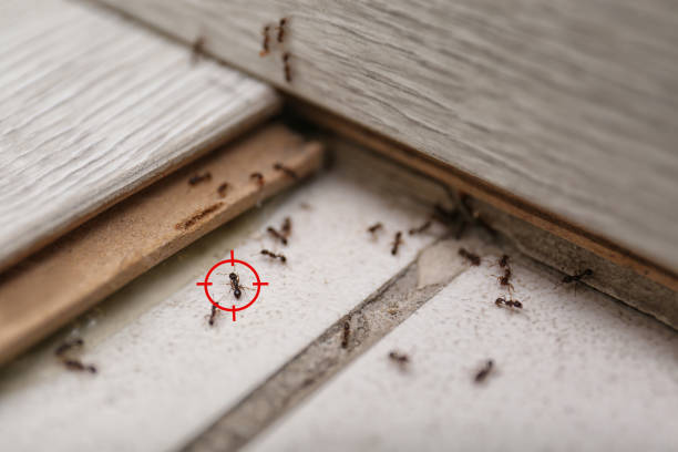 Best Emergency Pest Control  in Aurora, CO